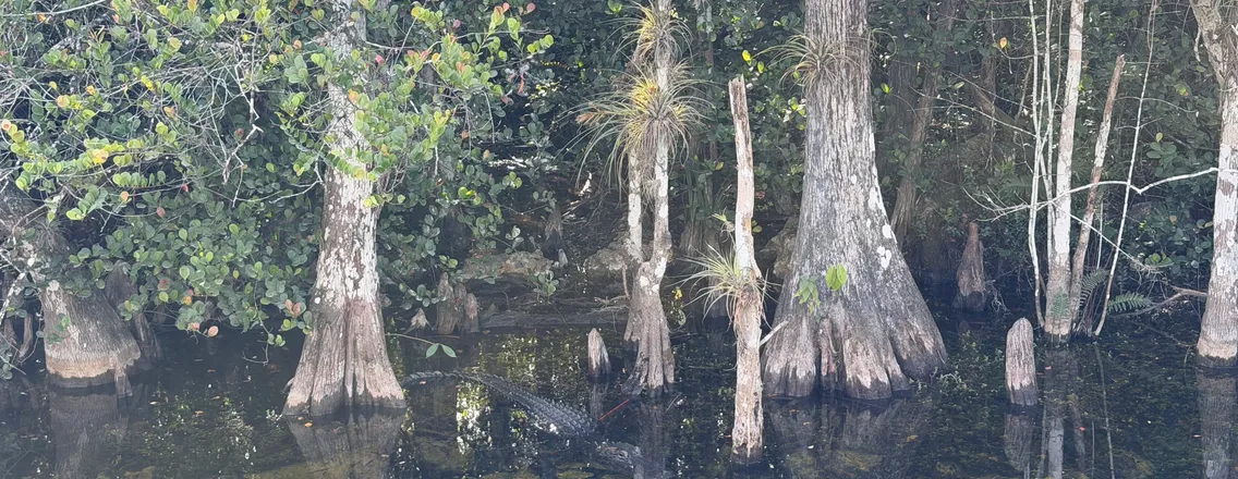 Alligator in het water tussen cipressen in Big Cypress