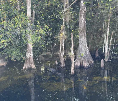 Alligator in het water tussen cipressen in Big Cypress