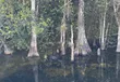 Alligator in het water tussen cipressen in Big Cypress