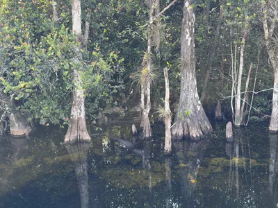 Alligator in het water tussen cipressen in Big Cypress