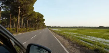 Rijstvelden en dennenbossen langs de weg naar Comporta, gezien vanuit de auto