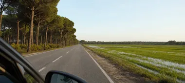 Rijstvelden en dennenbossen langs de weg naar Comporta, gezien vanuit de auto