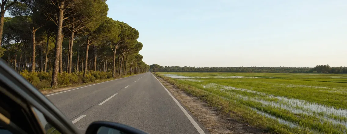 Rijstvelden en dennenbossen langs de weg naar Comporta, gezien vanuit de auto