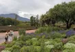 Tuin met lavendelborders in Franschhoek, met de bergen van de vallei op de achtergrond