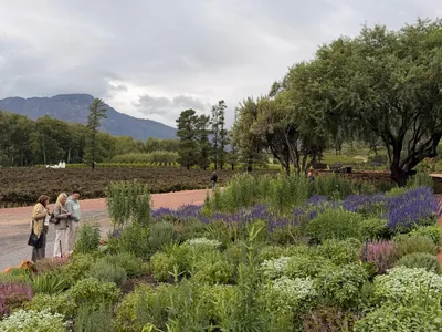 Tuin met lavendelborders in Franschhoek, met de bergen van de vallei op de achtergrond