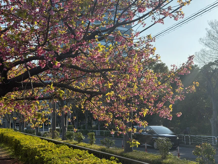 Bloeiende kawazu-zakura met laaghangende zon boven een pad in het park bij Ueno