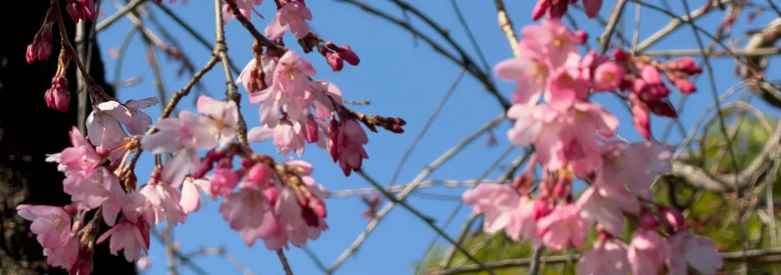 Kawazu-zakura in volle bloei tegen een strakblauwe hemel in Tokyo, half maart
