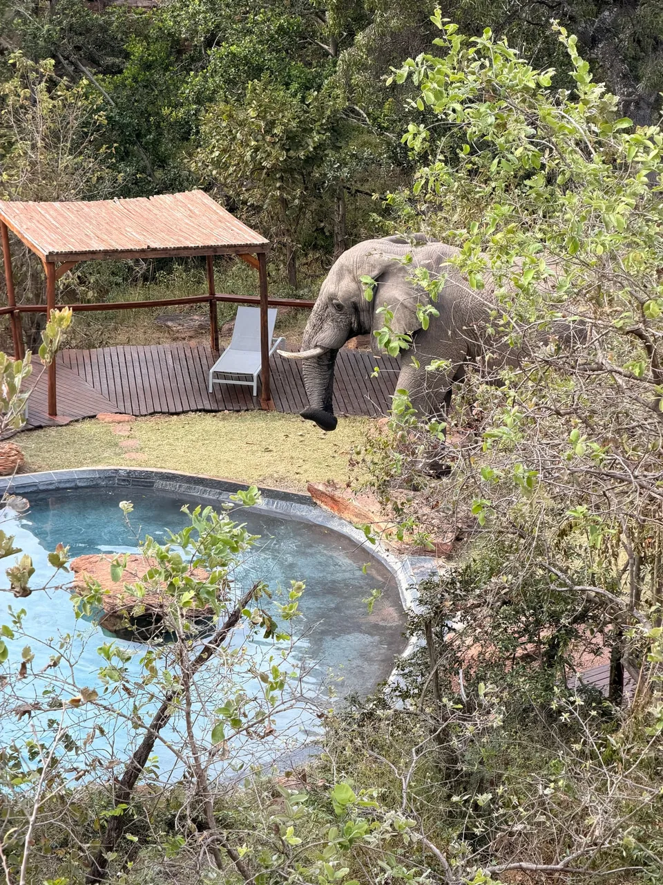 Olifant naast het zwembad en het terras van de lodge in Welgevonden