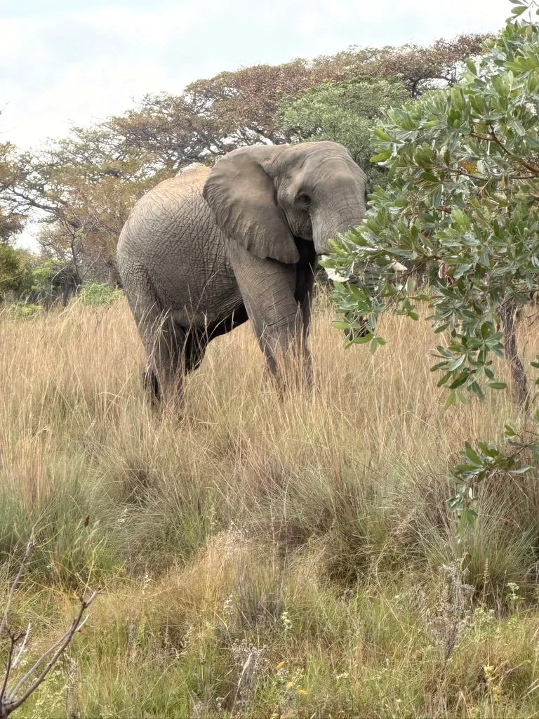 Een olifant tussen het hoge gras in het Welgevonden-reservaat in de Waterberg