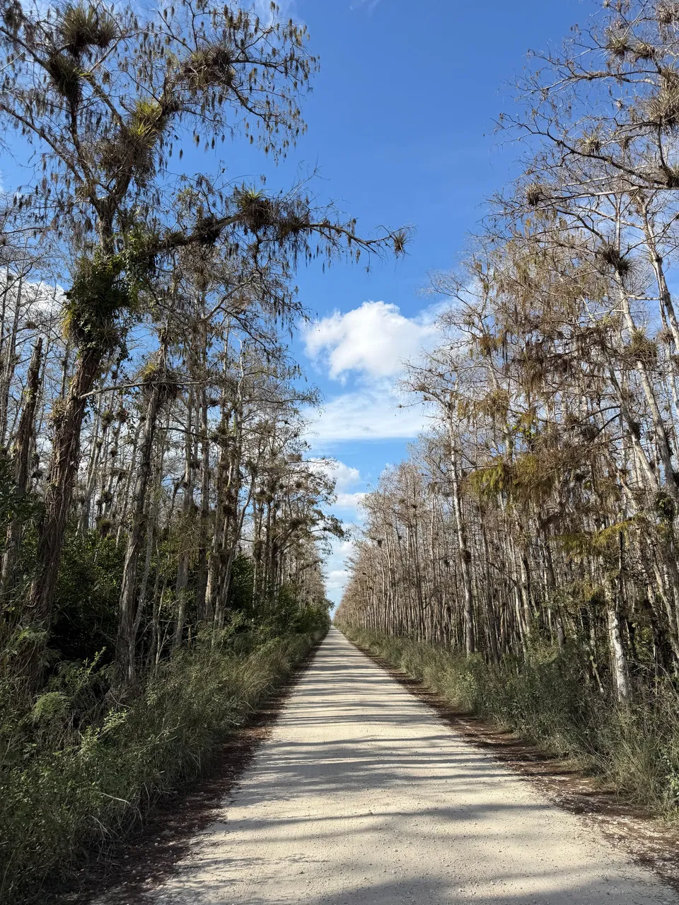 Rechte onverharde Loop Road tussen hoge cipressen in Big Cypress