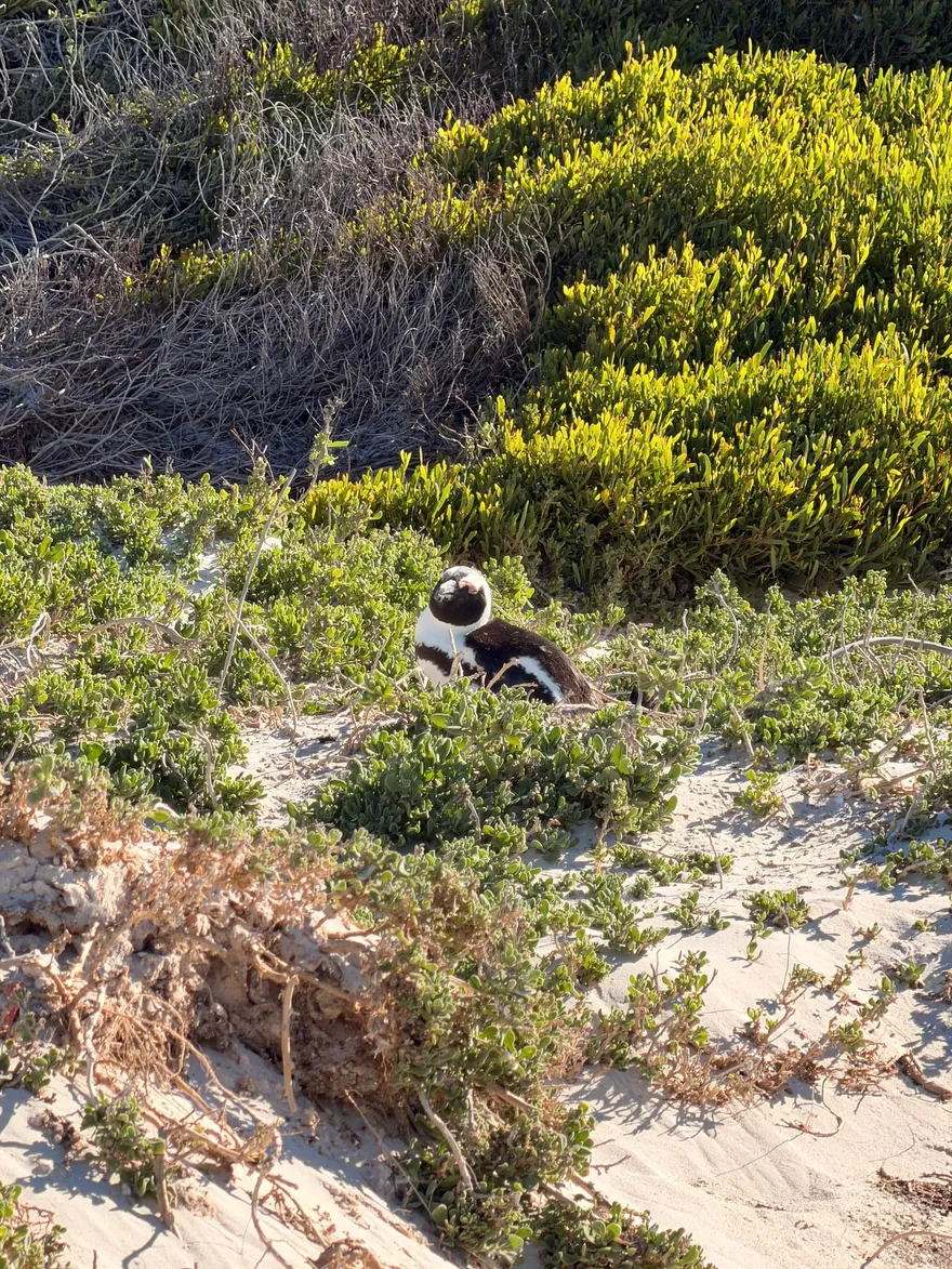 Een Afrikaanse pinguïn tussen de duinbegroeiing bij Boulders Beach in Simon's Town