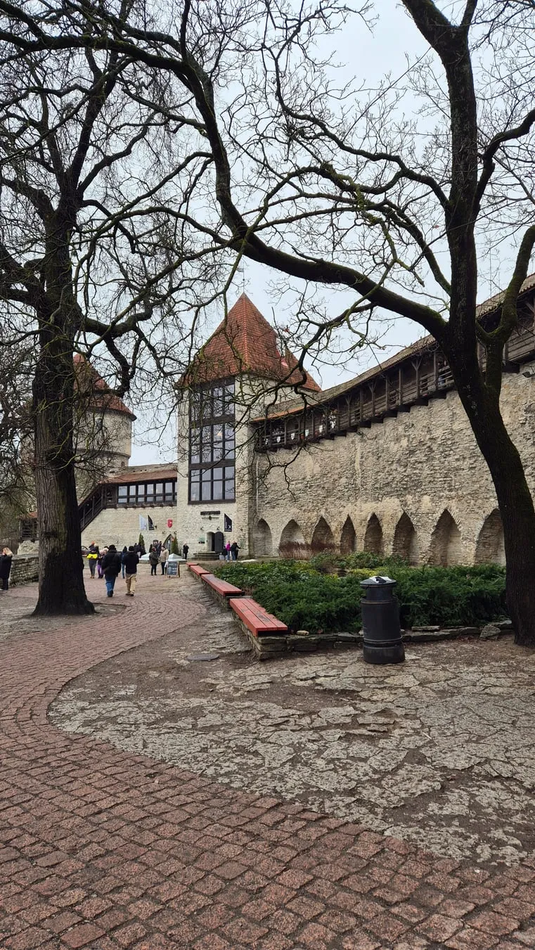 Een geplaveid straatje in de oude stad van Tallinn met kale winterbomen en een stadsmuurtoren