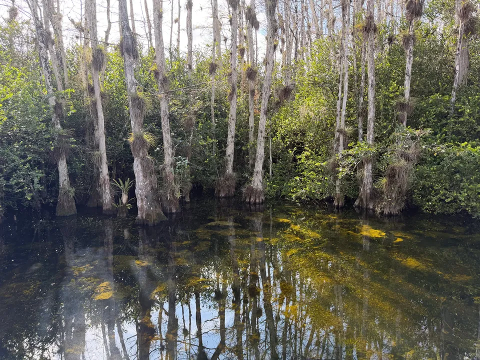 Cipressen en bromelia’s weerspiegeld in stil water langs Loop Road