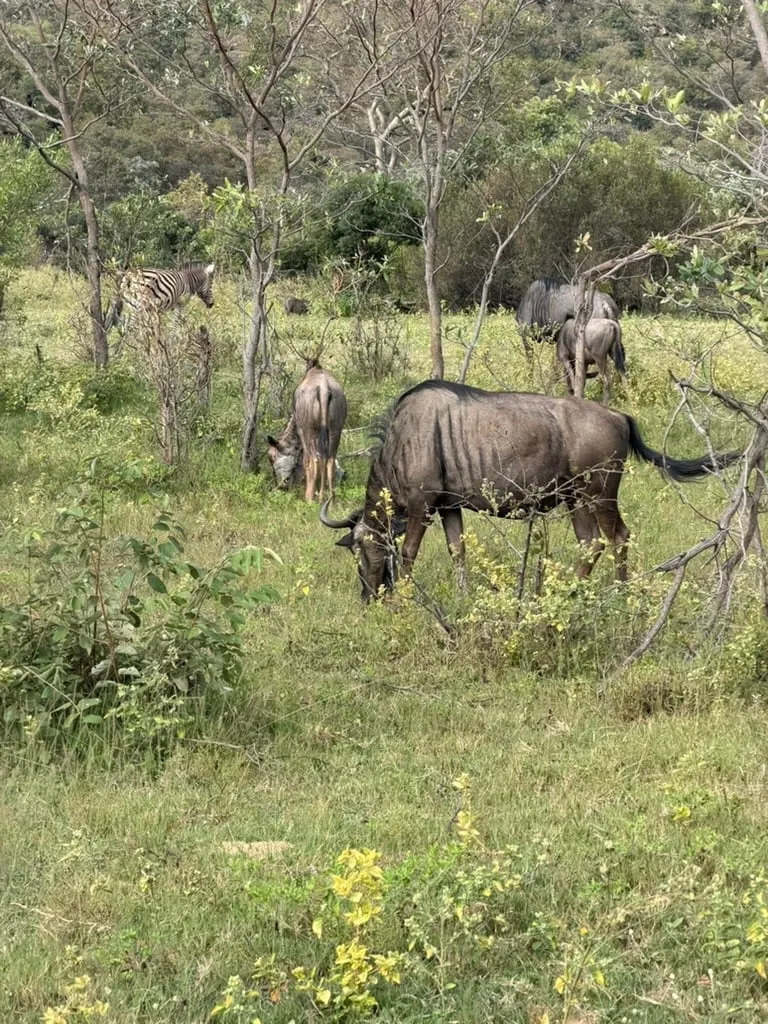 Gnoes en zebra's die samen grazen tussen de struiken in Welgevonden